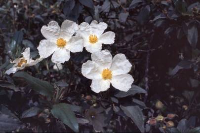 Fotografia da espécie Cistus monspeliensis