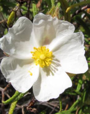 Fotografia 7 da espécie Cistus monspeliensis no Jardim Botânico UTAD