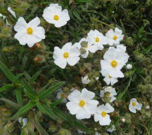 Fotografia da espécie Cistus monspeliensis