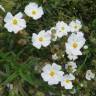 Fotografia 8 da espécie Cistus monspeliensis do Jardim Botânico UTAD