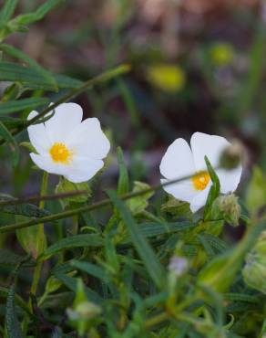 Fotografia 9 da espécie Cistus monspeliensis no Jardim Botânico UTAD