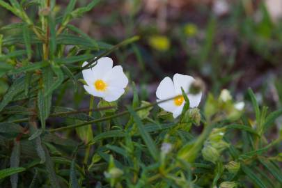 Fotografia da espécie Cistus monspeliensis