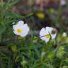 Fotografia 9 da espécie Cistus monspeliensis do Jardim Botânico UTAD