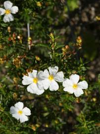 Fotografia da espécie Cistus monspeliensis