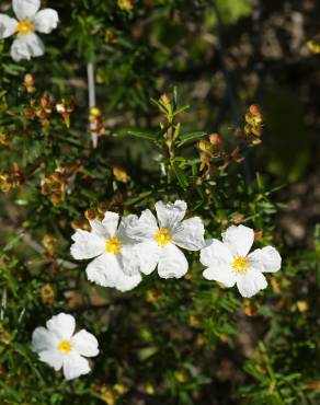 Fotografia 10 da espécie Cistus monspeliensis no Jardim Botânico UTAD