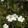 Fotografia 10 da espécie Cistus monspeliensis do Jardim Botânico UTAD