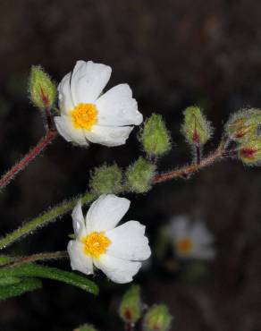 Fotografia 11 da espécie Cistus monspeliensis no Jardim Botânico UTAD