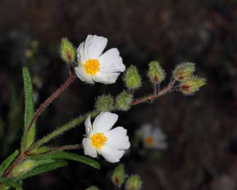 Fotografia da espécie Cistus monspeliensis