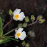 Fotografia 11 da espécie Cistus monspeliensis do Jardim Botânico UTAD