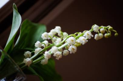 Fotografia da espécie Convallaria majalis