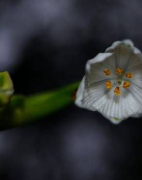 Fotografia 9 da espécie Convallaria majalis no Jardim Botânico UTAD