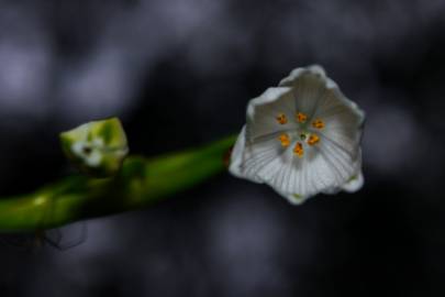 Fotografia da espécie Convallaria majalis