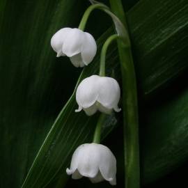 Fotografia da espécie Convallaria majalis