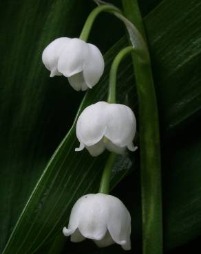 Fotografia 10 da espécie Convallaria majalis no Jardim Botânico UTAD