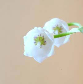 Fotografia da espécie Convallaria majalis