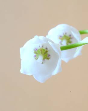 Fotografia 11 da espécie Convallaria majalis no Jardim Botânico UTAD