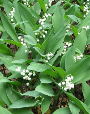 Fotografia 12 da espécie Convallaria majalis no Jardim Botânico UTAD