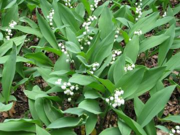 Fotografia da espécie Convallaria majalis