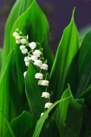 Fotografia da espécie Convallaria majalis