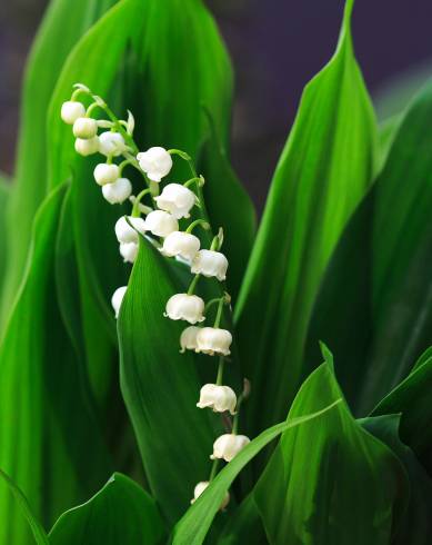 Fotografia de capa Convallaria majalis - do Jardim Botânico