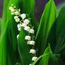 Fotografia 1 da espécie Convallaria majalis do Jardim Botânico UTAD