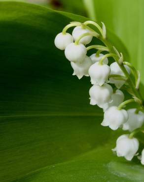 Fotografia 13 da espécie Convallaria majalis no Jardim Botânico UTAD