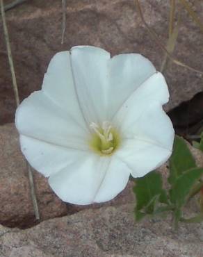 Fotografia 7 da espécie Convolvulus arvensis var. arvensis no Jardim Botânico UTAD