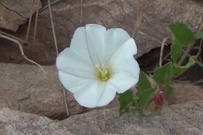 Fotografia da espécie Convolvulus arvensis var. arvensis