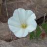 Fotografia 7 da espécie Convolvulus arvensis var. arvensis do Jardim Botânico UTAD