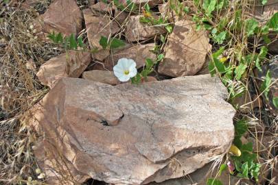 Fotografia da espécie Convolvulus arvensis var. arvensis