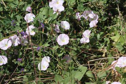 Fotografia da espécie Convolvulus arvensis var. arvensis