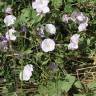 Fotografia 9 da espécie Convolvulus arvensis var. arvensis do Jardim Botânico UTAD