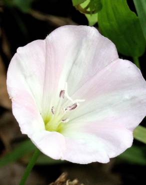 Fotografia 10 da espécie Convolvulus arvensis var. arvensis no Jardim Botânico UTAD