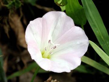 Fotografia da espécie Convolvulus arvensis var. arvensis