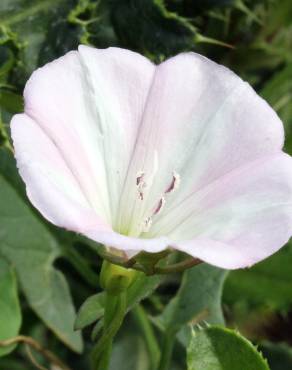 Fotografia 11 da espécie Convolvulus arvensis var. arvensis no Jardim Botânico UTAD