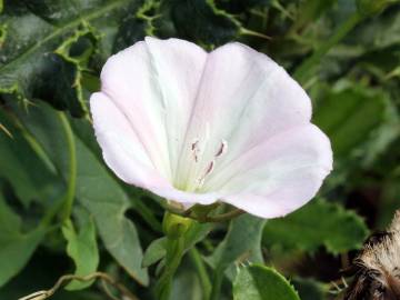 Fotografia da espécie Convolvulus arvensis var. arvensis