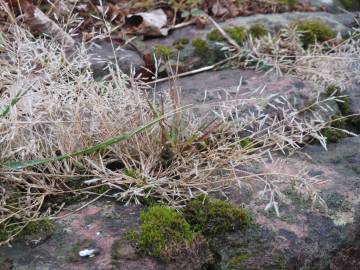 Fotografia da espécie Corynephorus canescens