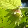 Fotografia 8 da espécie Corylus avellana do Jardim Botânico UTAD