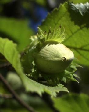 Fotografia 11 da espécie Corylus avellana no Jardim Botânico UTAD