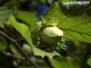 Fotografia da espécie Corylus avellana