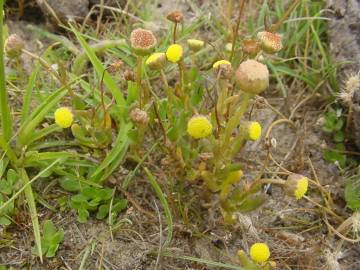 Fotografia da espécie Cotula coronopifolia