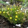 Fotografia 9 da espécie Cotula coronopifolia do Jardim Botânico UTAD