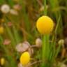 Fotografia 10 da espécie Cotula coronopifolia do Jardim Botânico UTAD