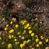 Fotografia 11 da espécie Cotula coronopifolia do Jardim Botânico UTAD