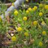 Fotografia 12 da espécie Cotula coronopifolia do Jardim Botânico UTAD