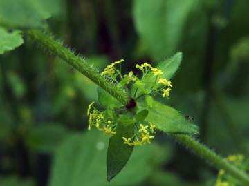 Fotografia da espécie Cruciata laevipes