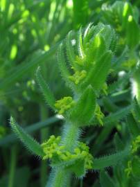 Fotografia da espécie Cruciata laevipes