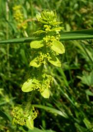 Fotografia da espécie Cruciata laevipes