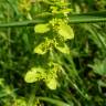 Fotografia 4 da espécie Cruciata laevipes do Jardim Botânico UTAD