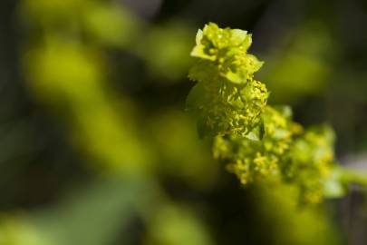 Fotografia da espécie Cruciata laevipes